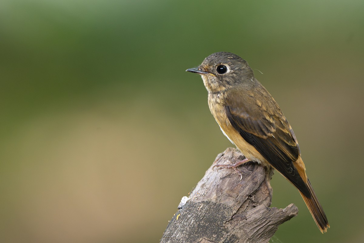 Ferruginous Flycatcher - ML625151747
