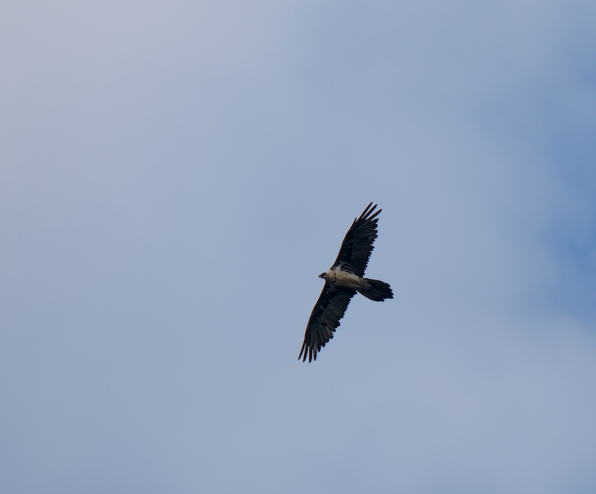 Bearded Vulture - ML625151944