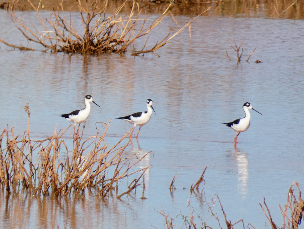Black-necked Stilt - ML625151986