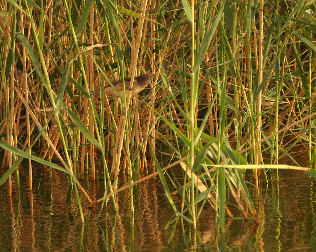 Clamorous Reed Warbler - Jörg Albert