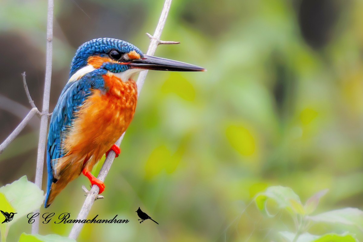 Common Kingfisher - C G  Ramachandran