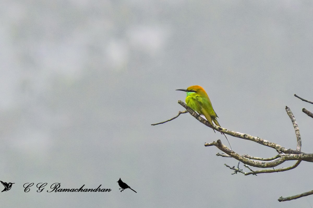 Asian Green Bee-eater - ML625152155