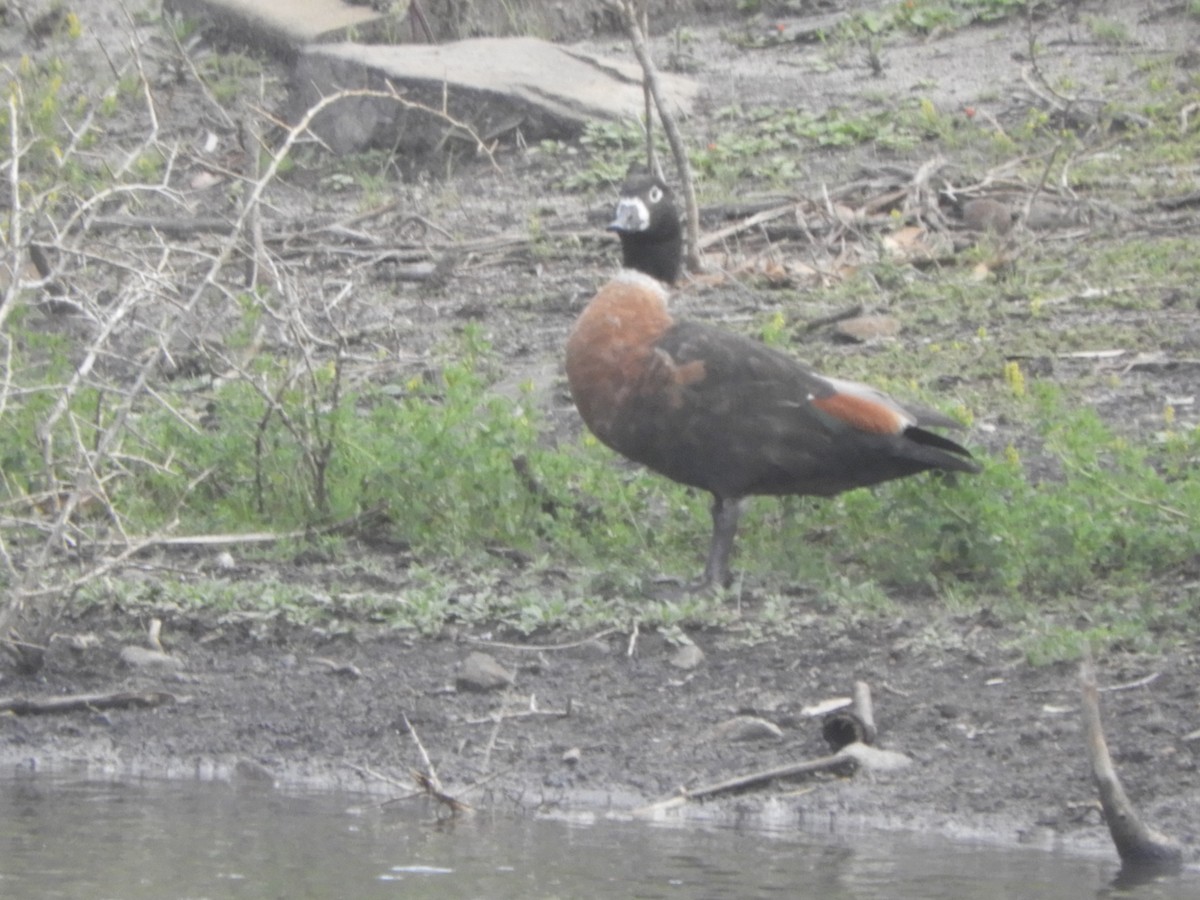 Australian Shelduck - Charles Silveira