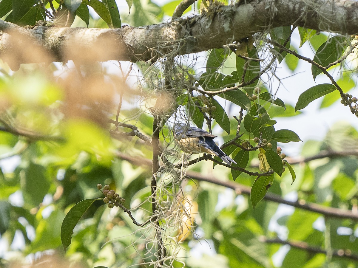 Fawn-breasted Tanager - ML625152243
