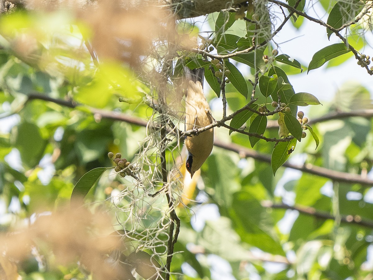 Fawn-breasted Tanager - ML625152245