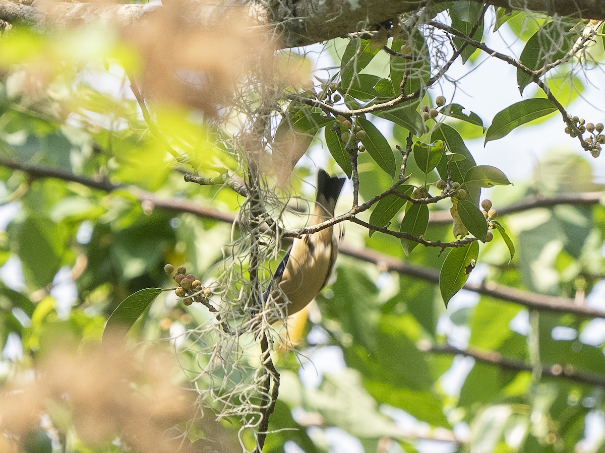 Fawn-breasted Tanager - ML625152248