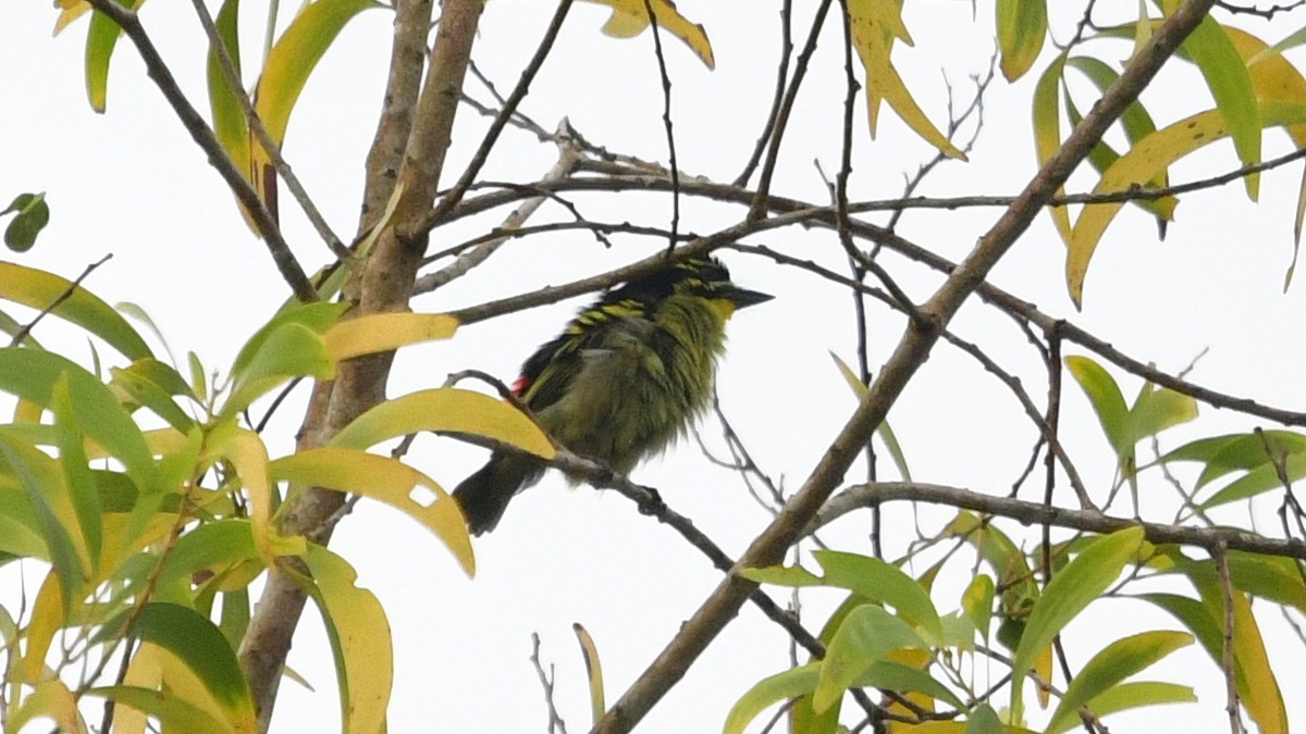 Red-rumped Tinkerbird - ML625152261