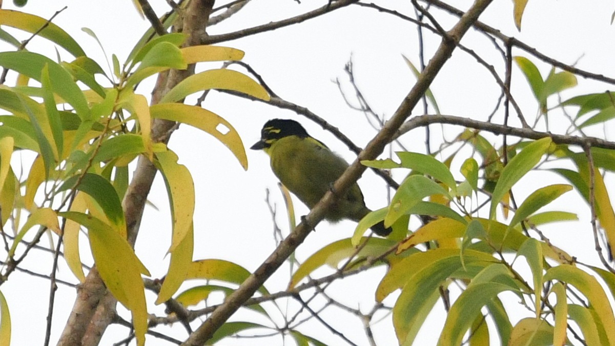 Red-rumped Tinkerbird - ML625152263