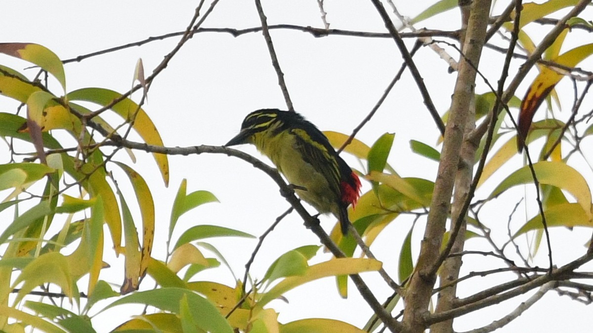 Red-rumped Tinkerbird - ML625152264