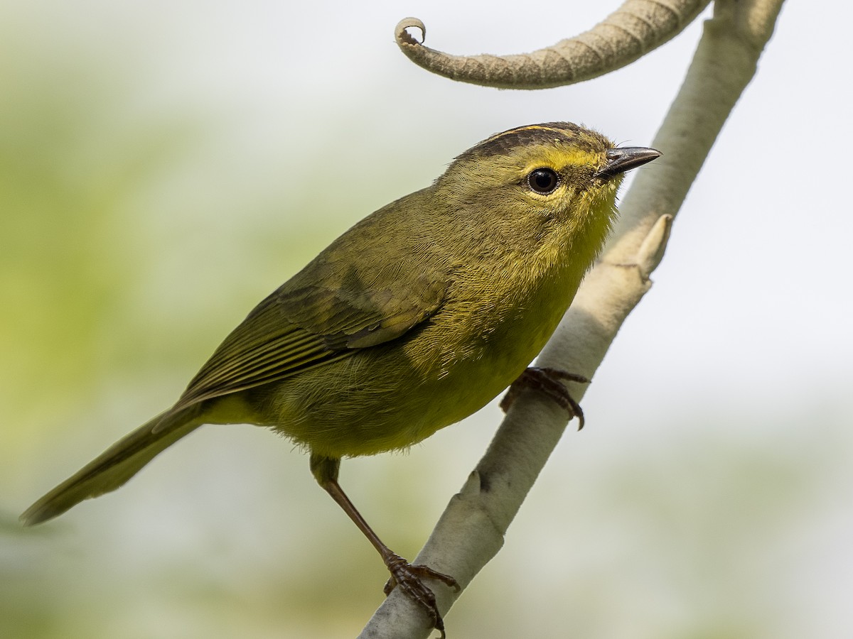 Two-banded Warbler - ML625152486