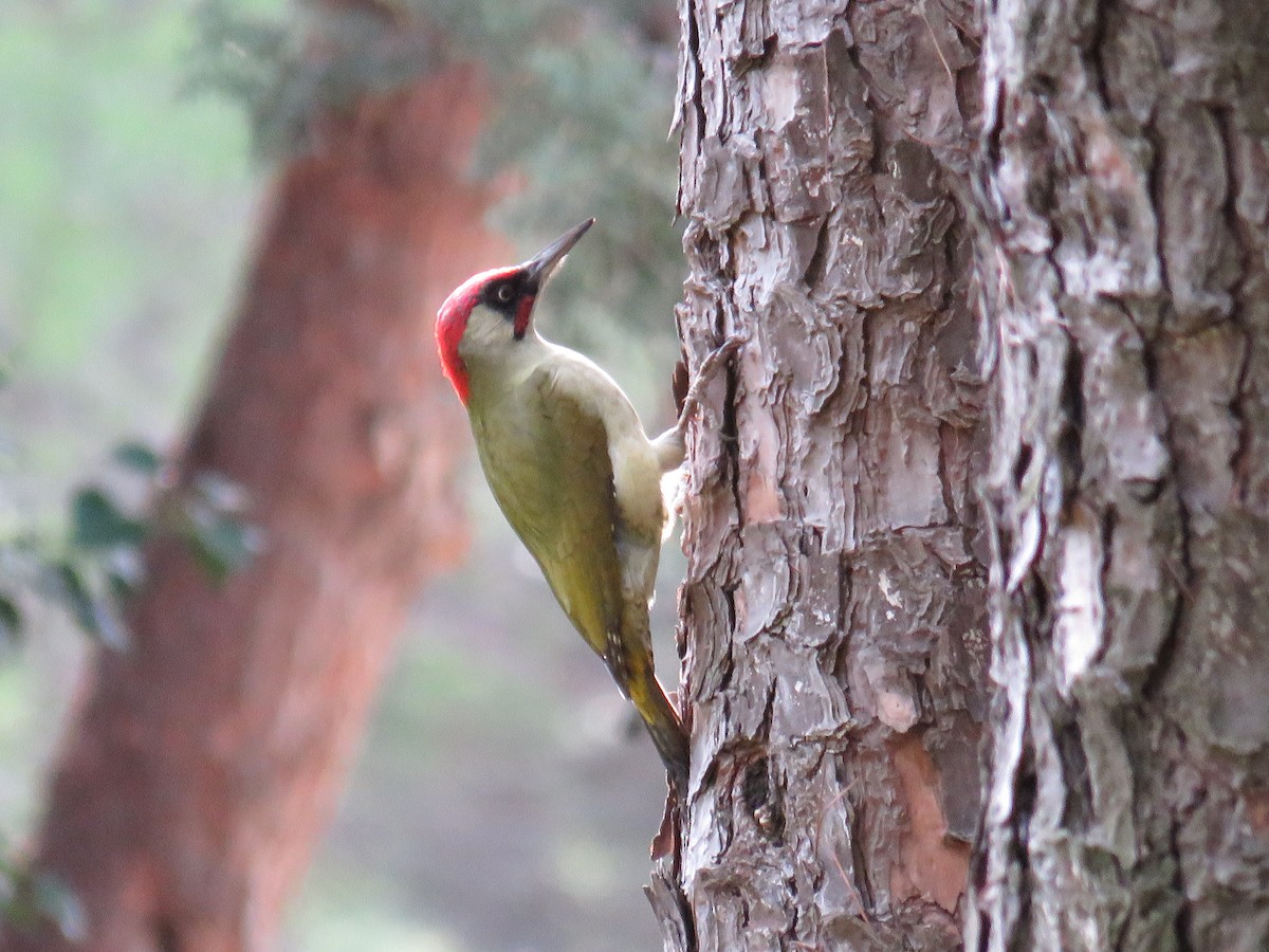 Eurasian Green Woodpecker - ML625152631