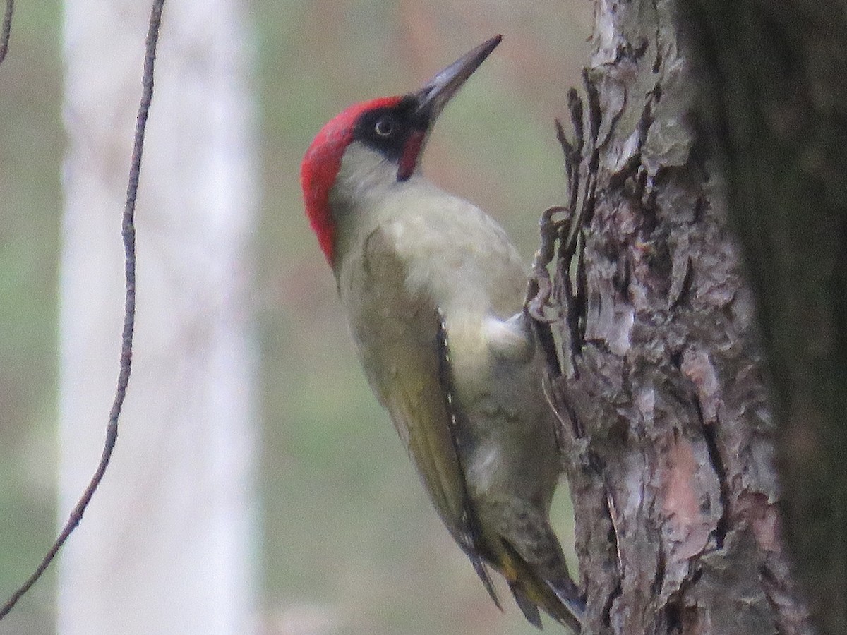 Eurasian Green Woodpecker - ML625152632