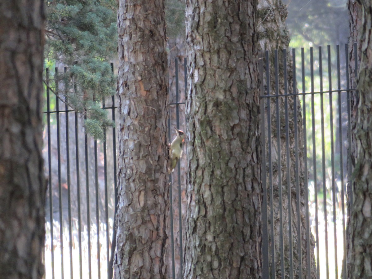 Eurasian Green Woodpecker - ML625152635