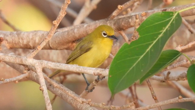 Australian Yellow White-eye - ML625152648