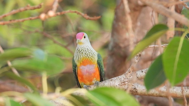 Rose-crowned Fruit-Dove - ML625152695