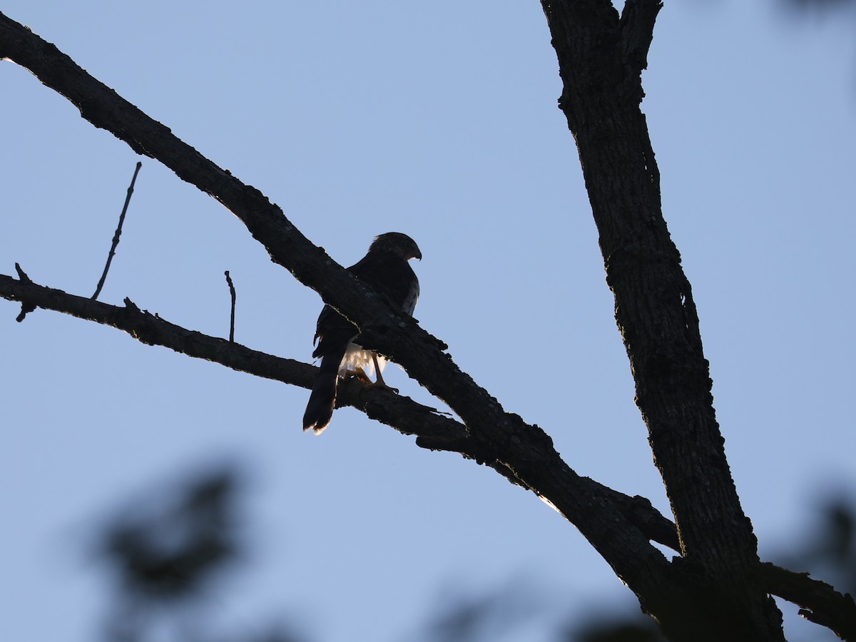 trostehauk - ML625152738