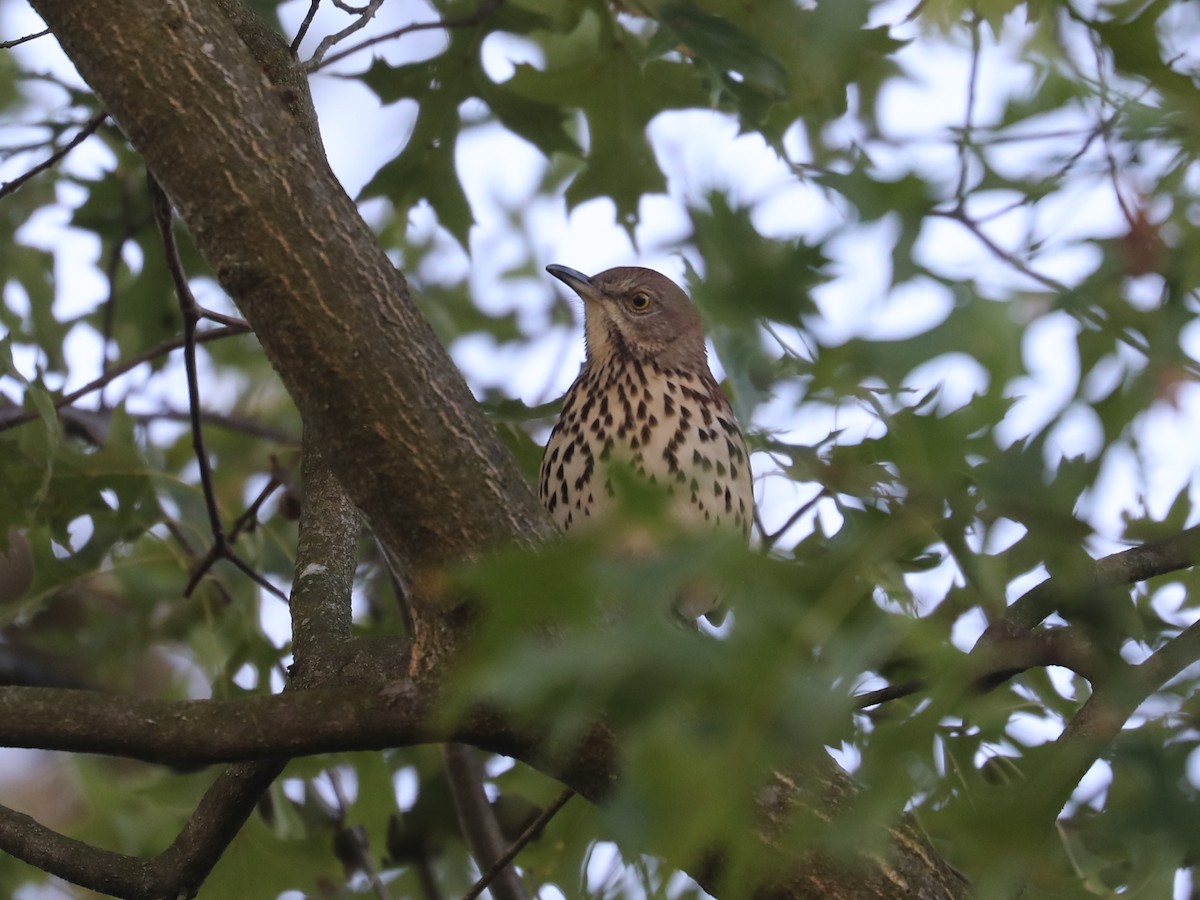 brunspottefugl - ML625152739