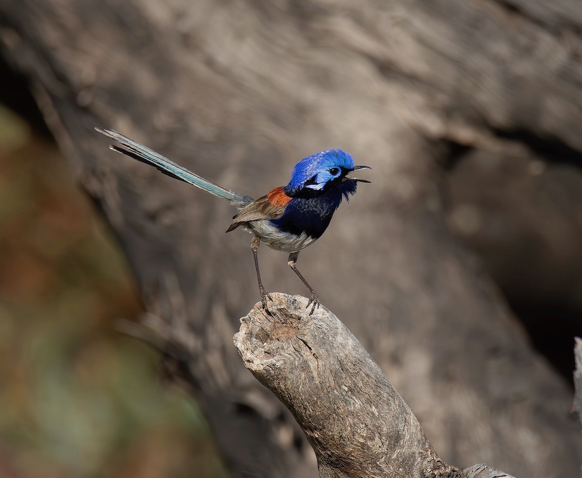 Mérion à gorge bleue - ML625152796