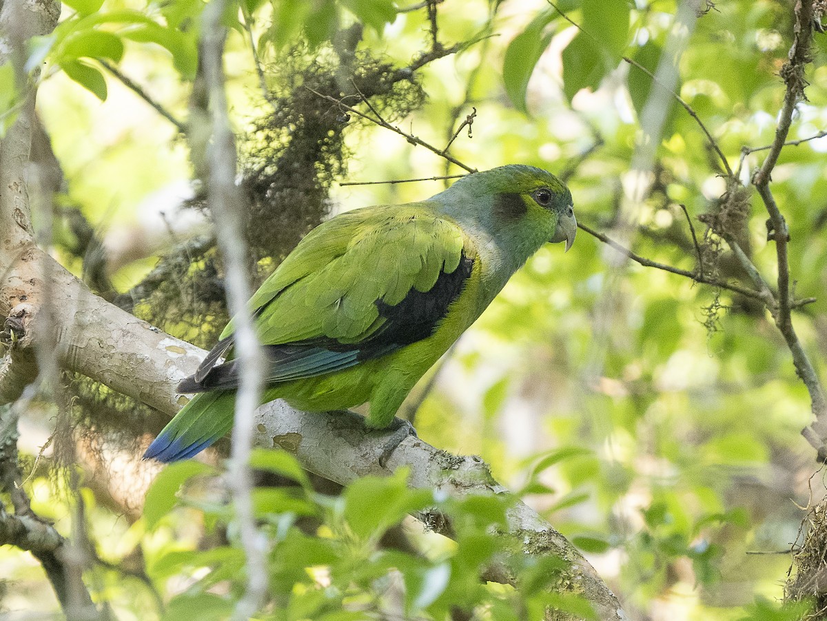 Black-winged Parrot - ML625152806