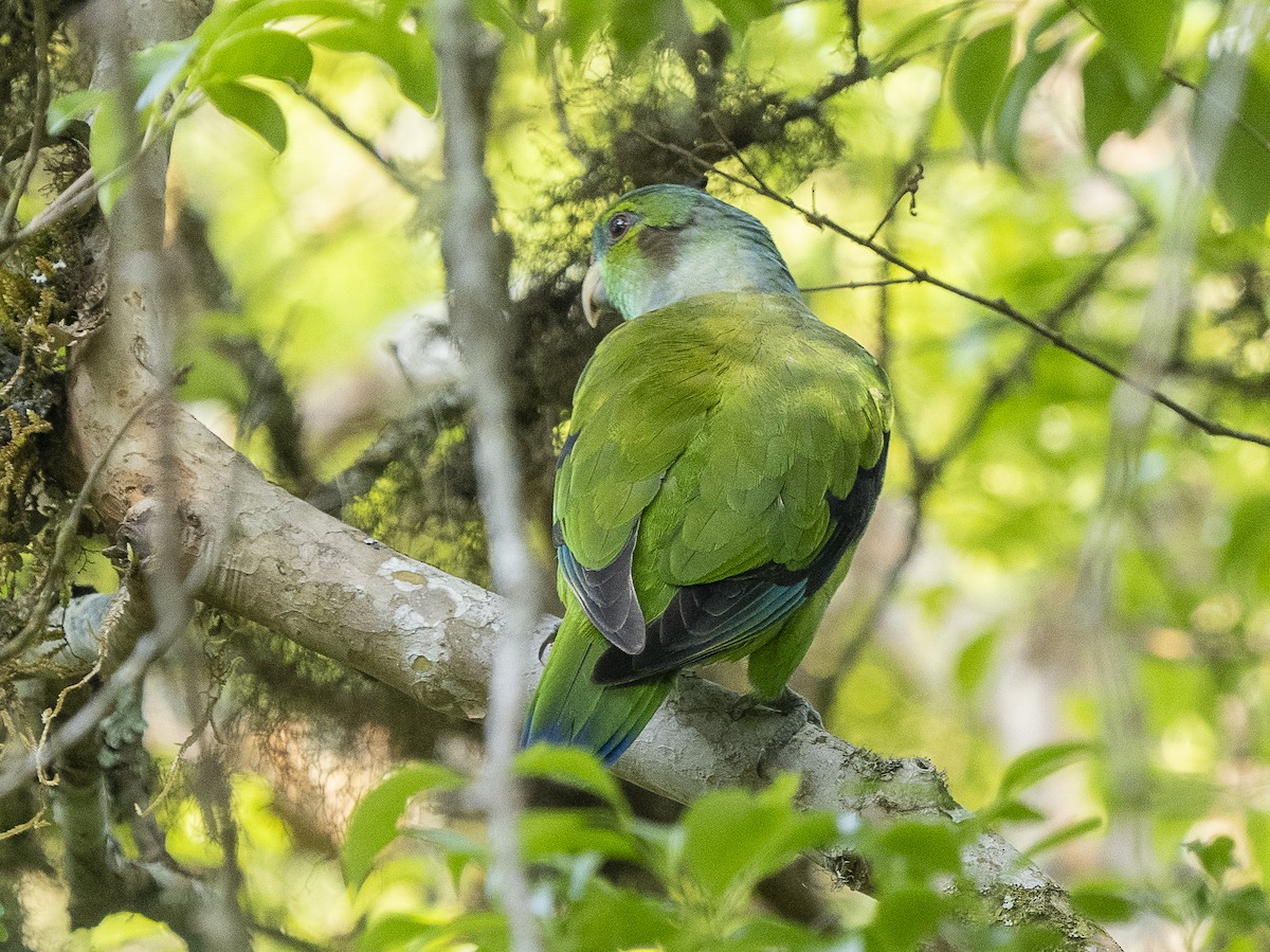 Black-winged Parrot - ML625152807