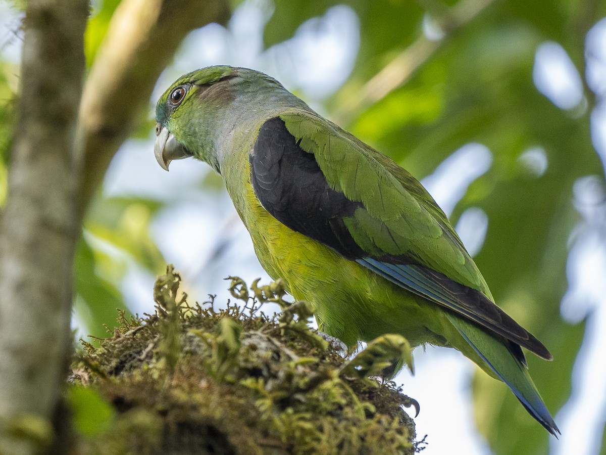 Black-winged Parrot - ML625152809