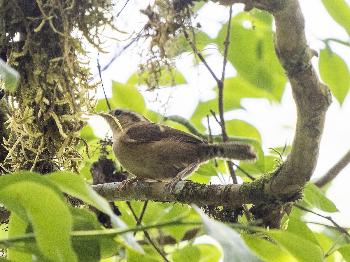 Mountain Wren - ML625152866