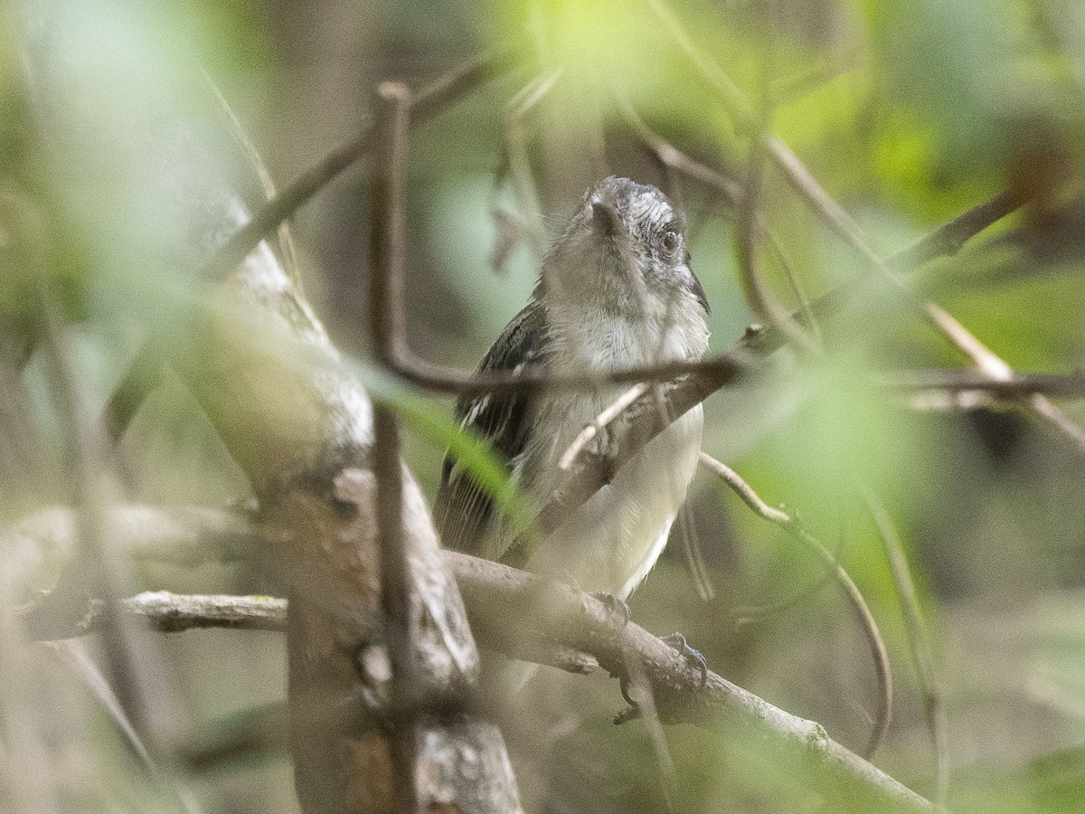 Marble-faced Bristle-Tyrant - ML625152871