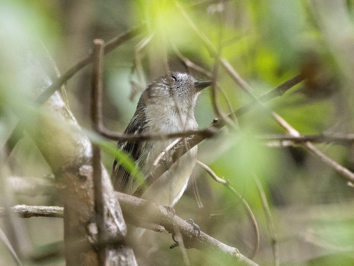 Marble-faced Bristle-Tyrant - ML625152873
