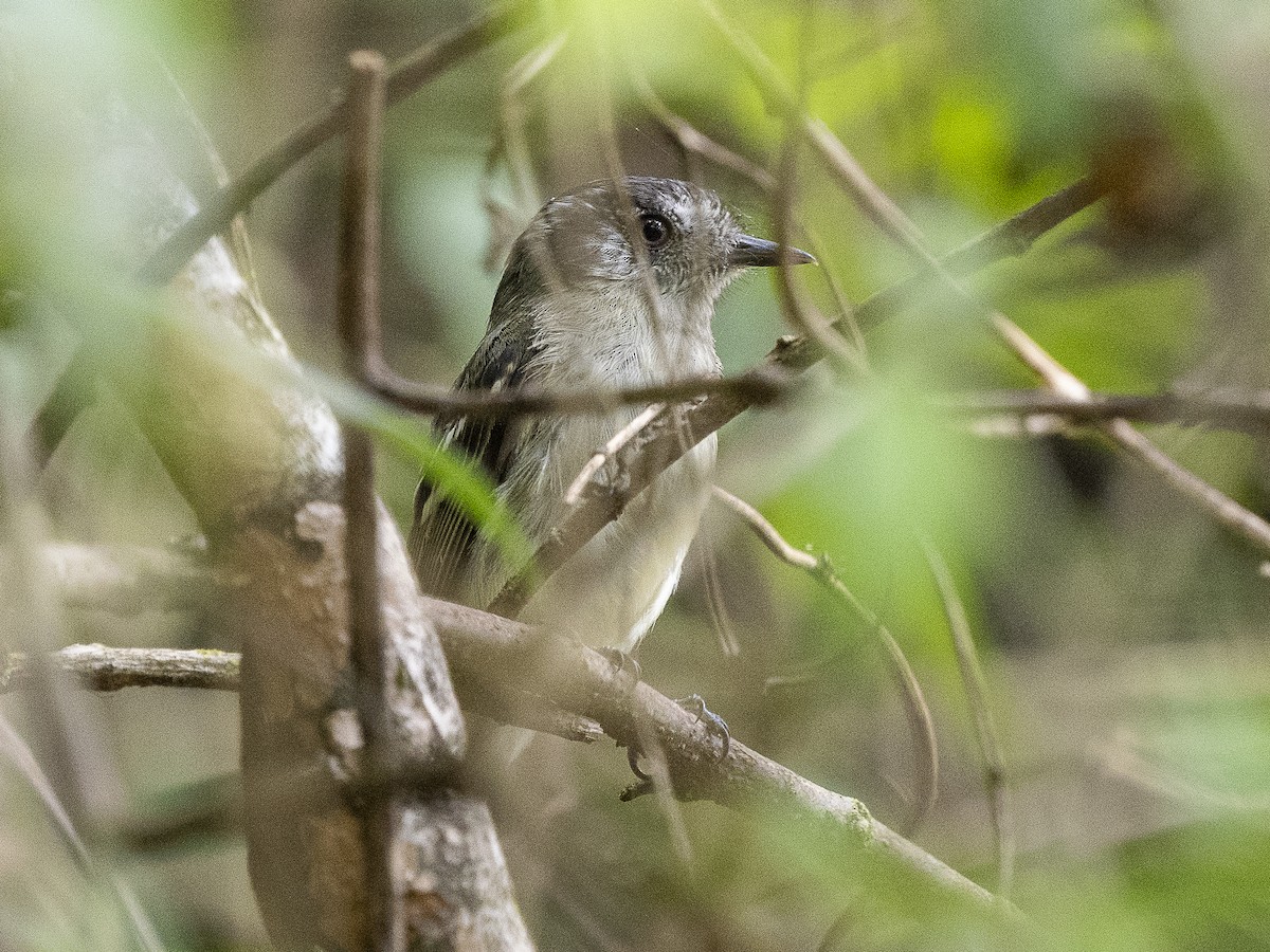 Marble-faced Bristle-Tyrant - ML625152875