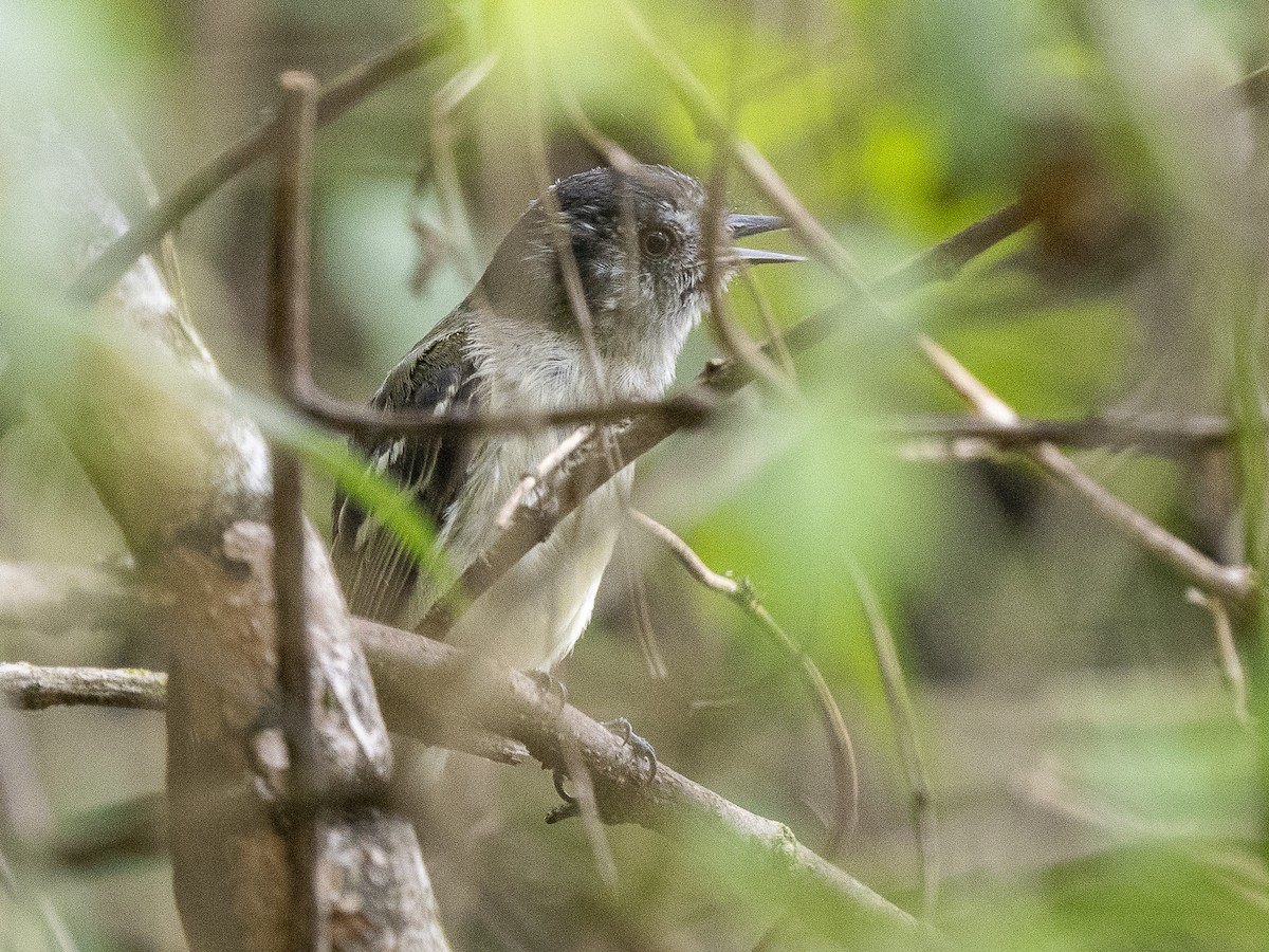 Marble-faced Bristle-Tyrant - ML625152880