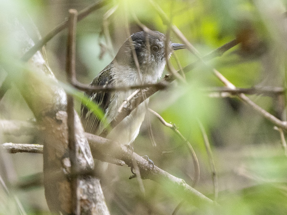 Marble-faced Bristle-Tyrant - ML625152887