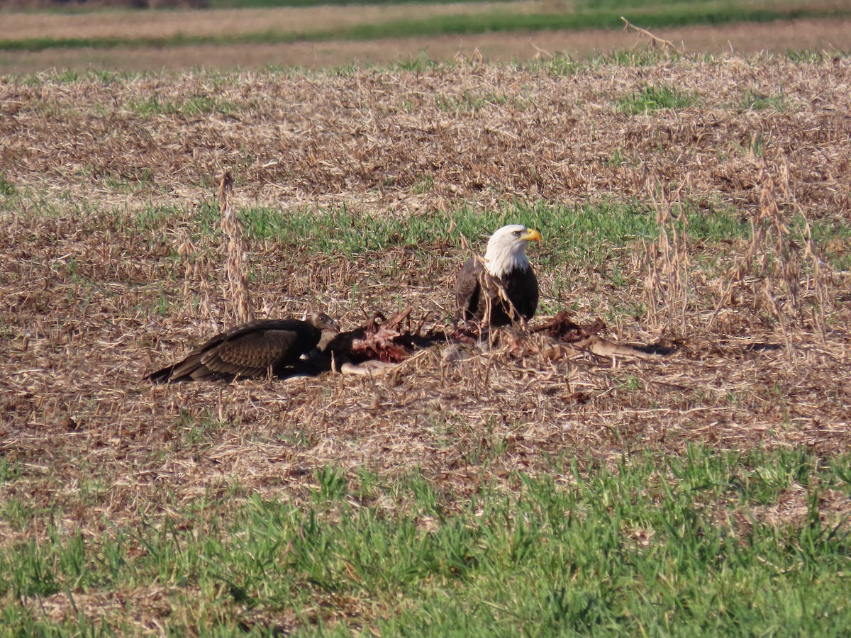 Bald Eagle - ML625152923