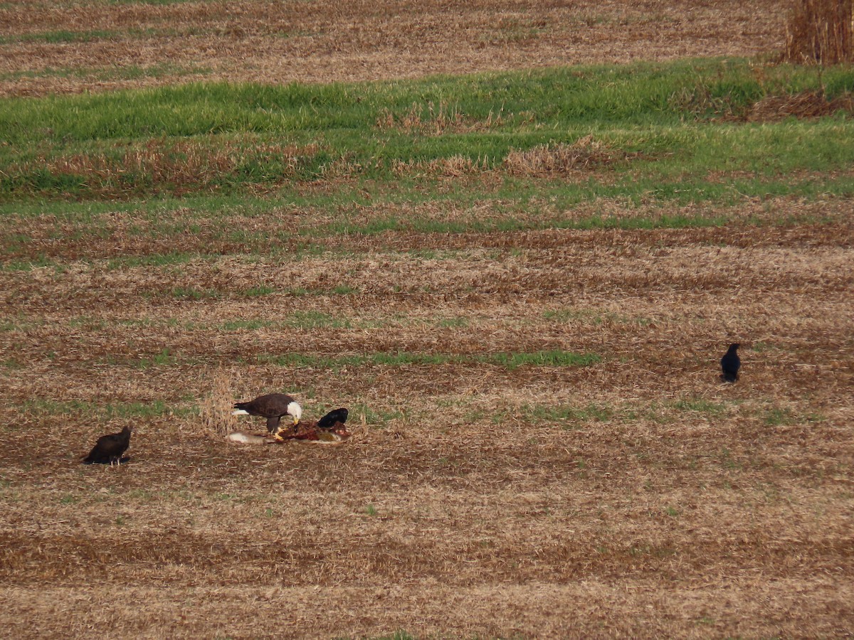 Bald Eagle - ML625152924