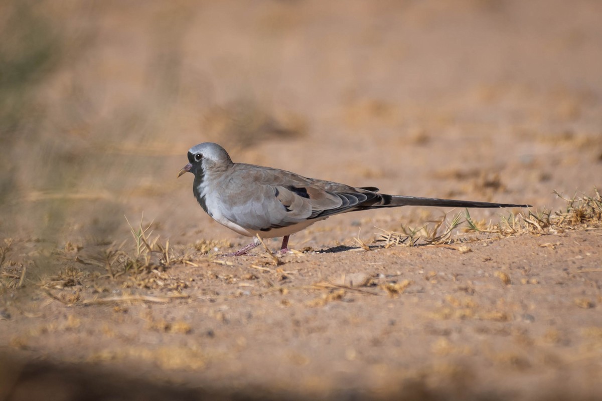 Namaqua Dove - ML625153166