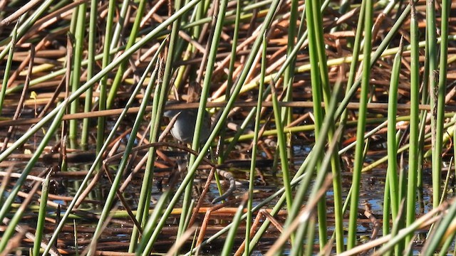 White-browed Crake - ML625153249