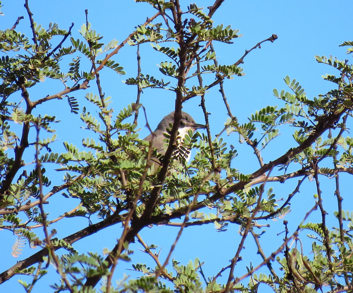 Western Orphean Warbler - ML625153274