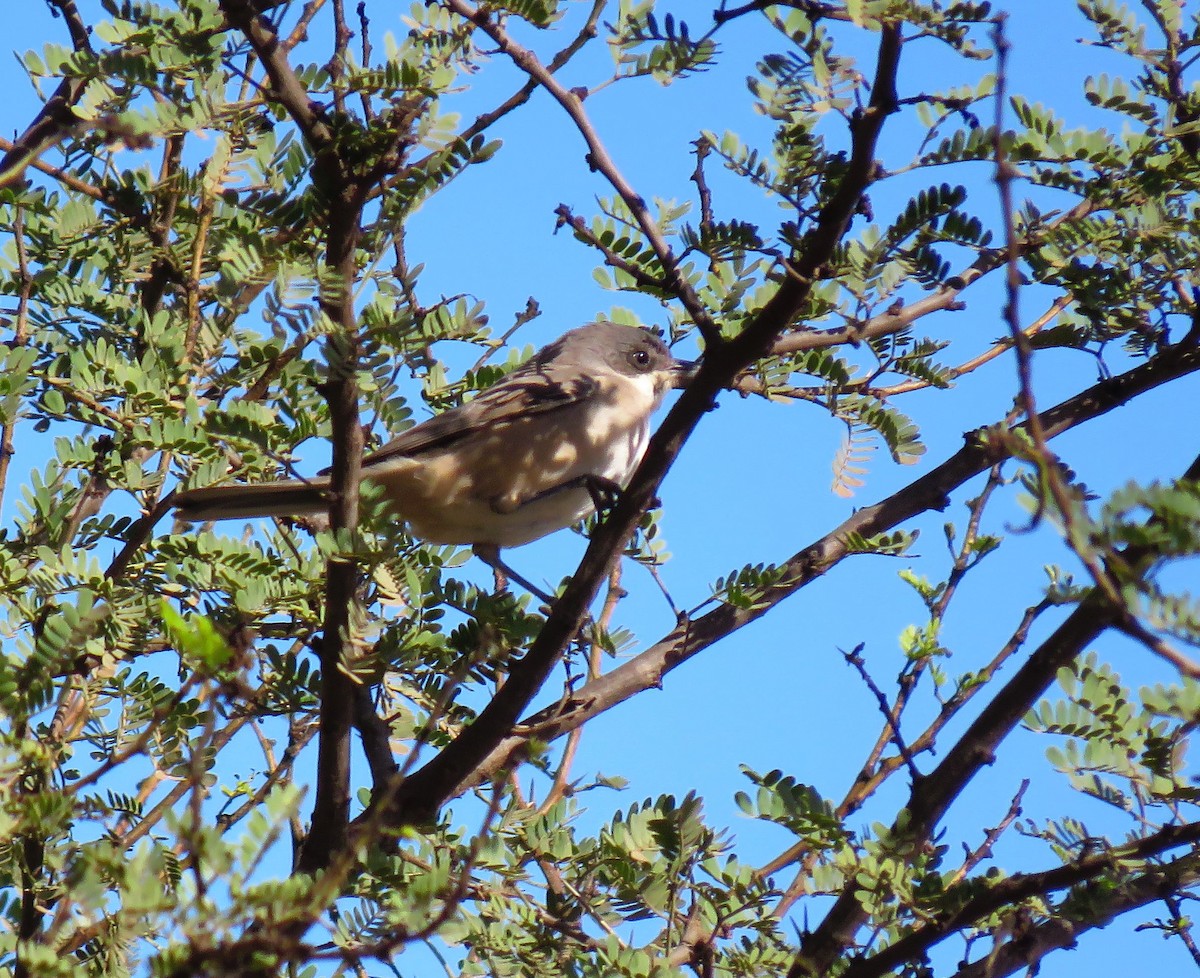 Western Orphean Warbler - ML625153275