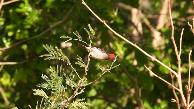 Red-headed Myzomela - ML625153365