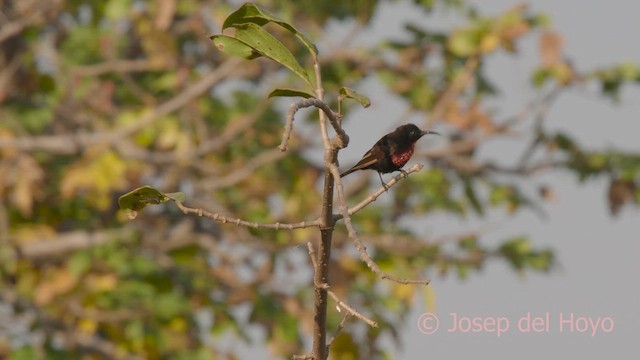 Scarlet-chested Sunbird - ML625153453