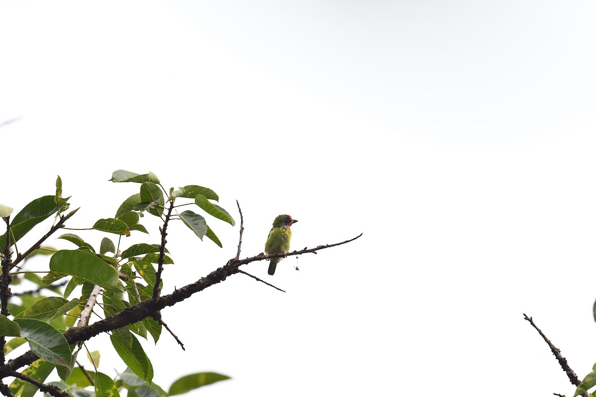 Malabar Barbet - ML625153563