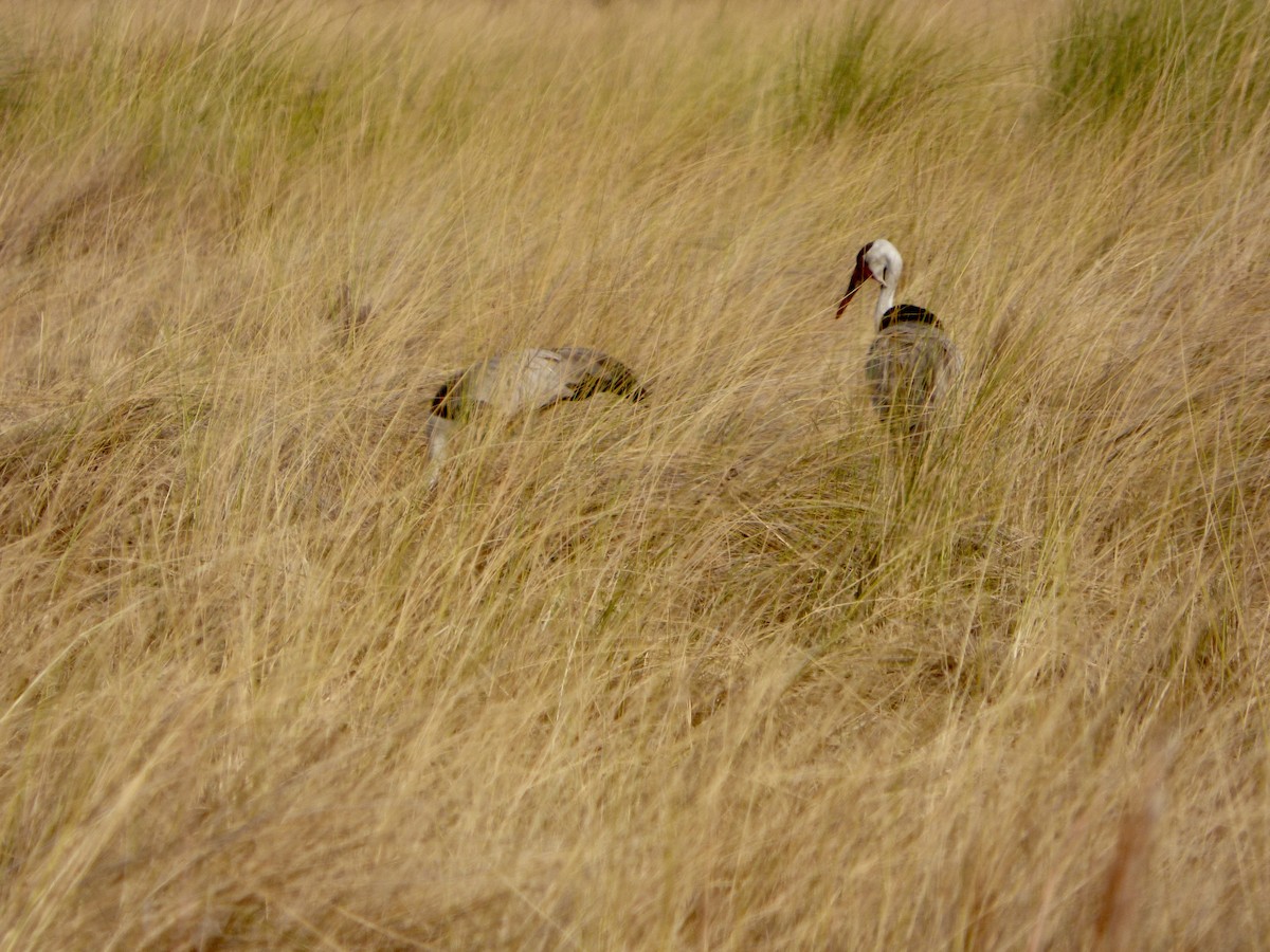 Wattled Crane - Paul Cook