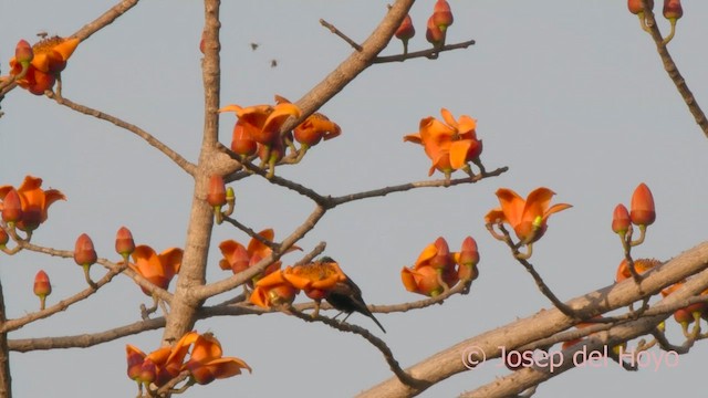 Scarlet-chested Sunbird - ML625153577