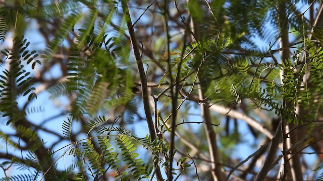 Large-billed Gerygone - ML625153590
