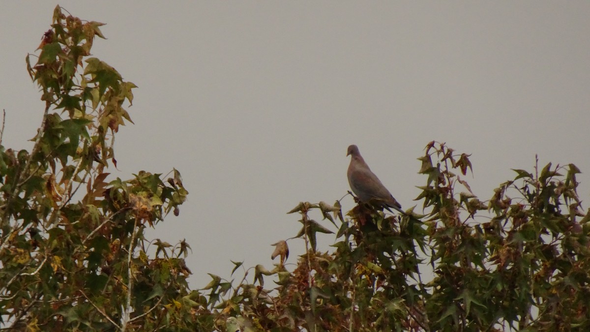 Red-billed Pigeon - ML625153595