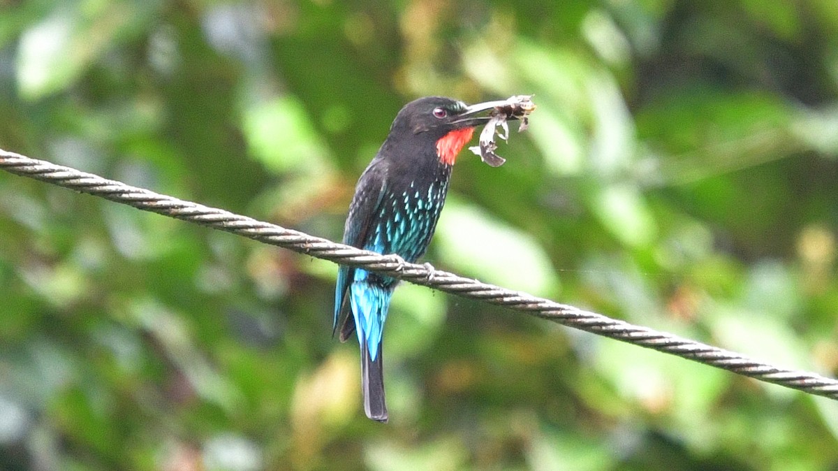 Black Bee-eater - ML625153645