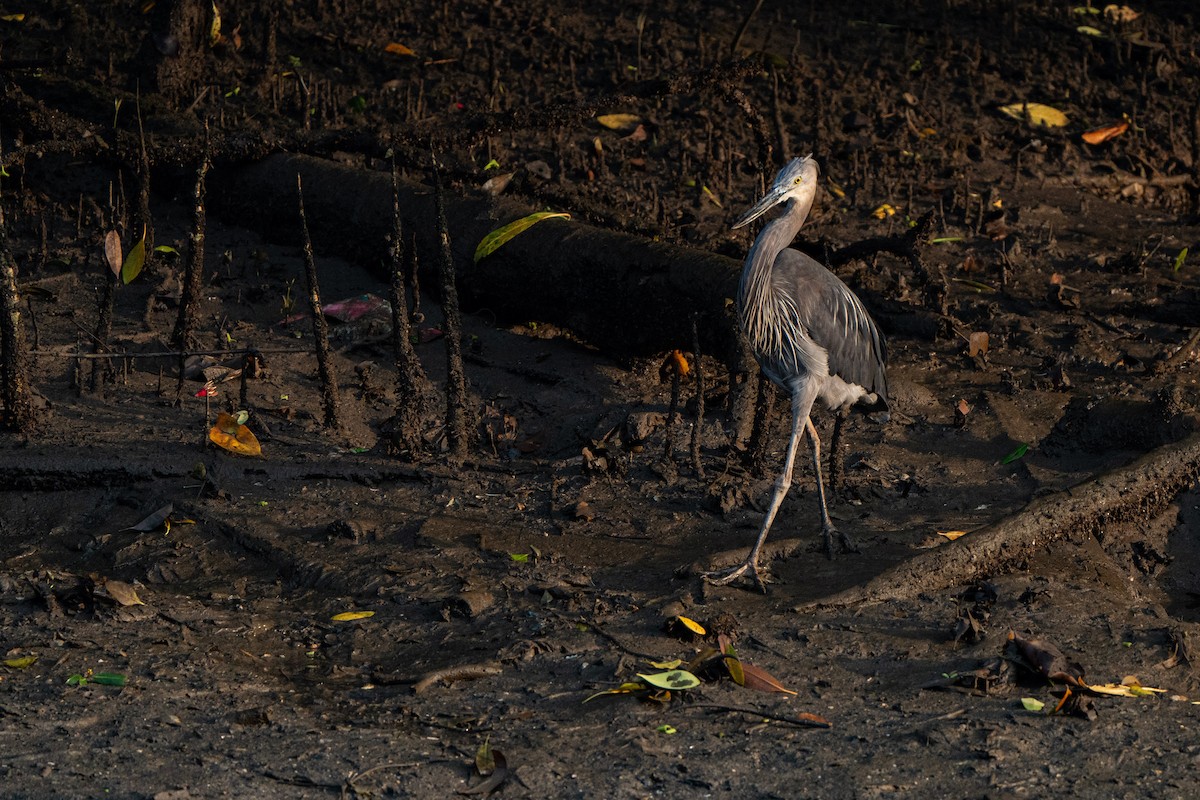 Garza de Sumatra - ML625153680