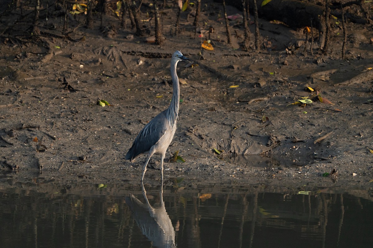 Garza de Sumatra - ML625153687