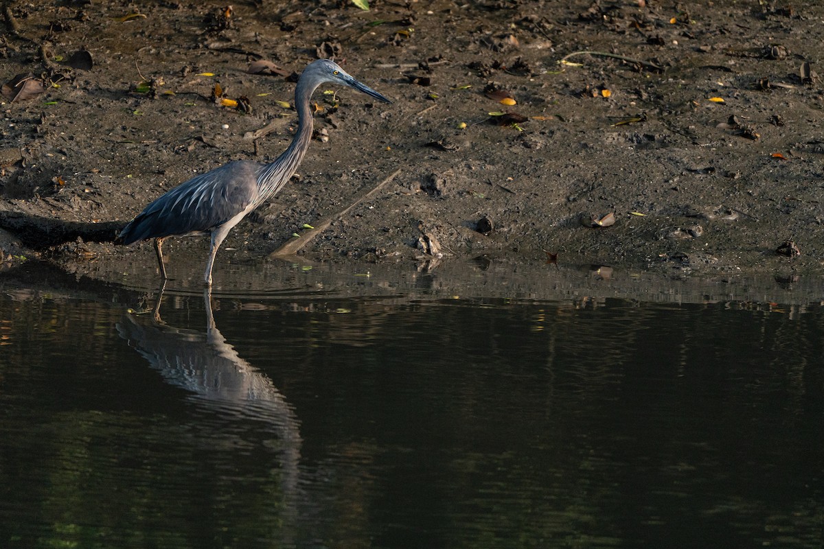 Garza de Sumatra - ML625153688