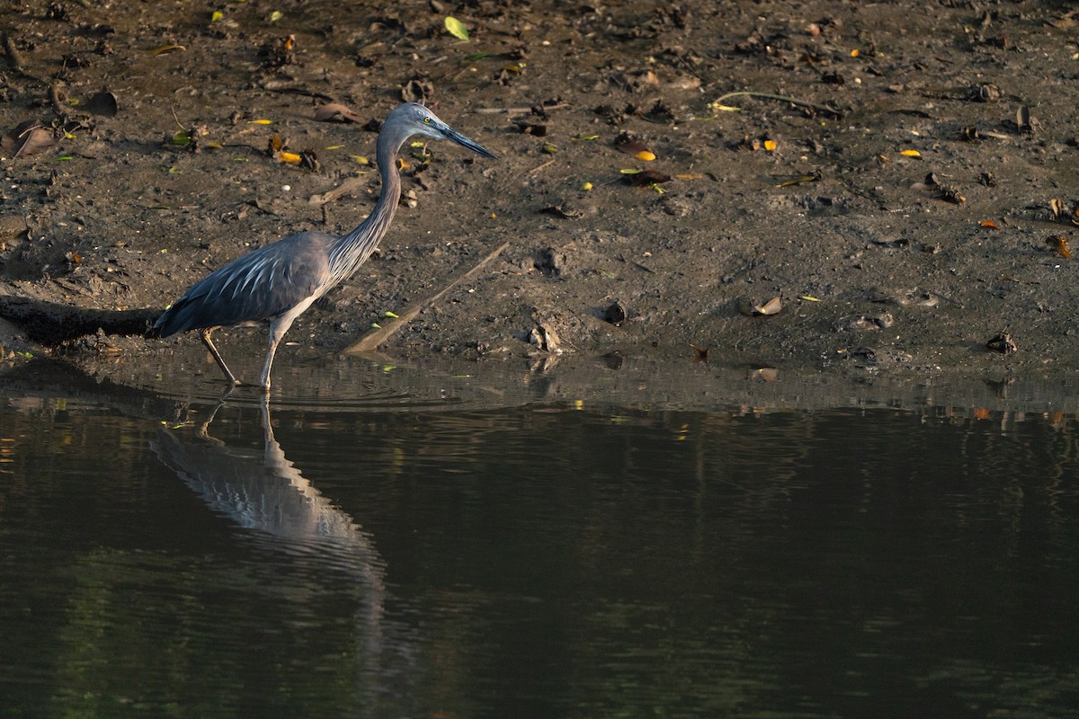 Garza de Sumatra - ML625153689