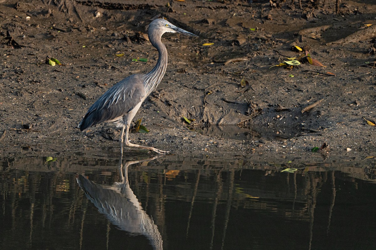 Garza de Sumatra - ML625153690